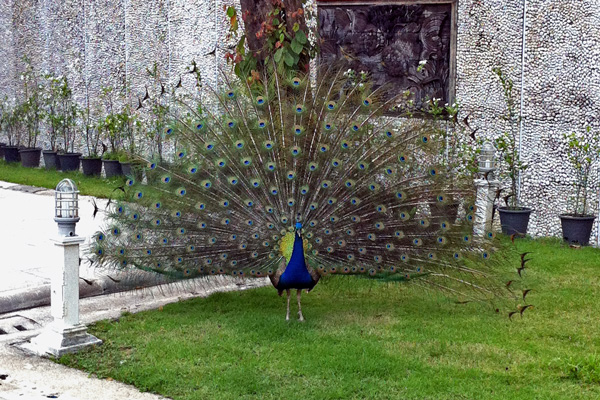 Peacock at Wat Kaew