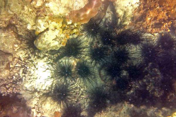 Sea Urchins Krabi Thailand