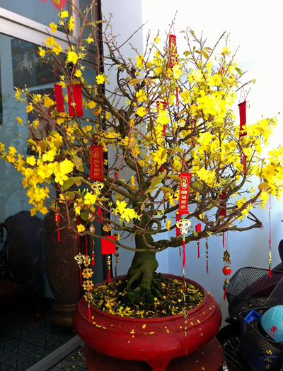 Yellow blossom tree