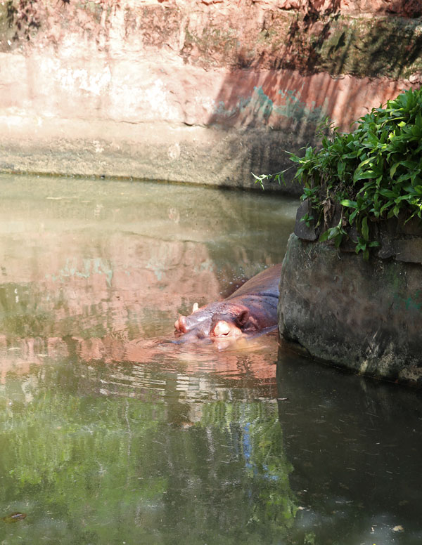 Hippo-in-Paraguayan-Zoo