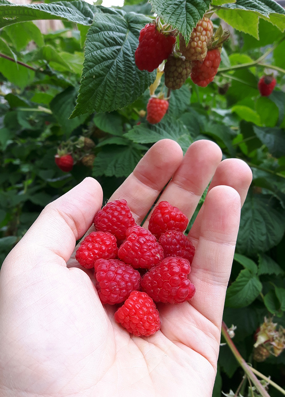 Picking Raspberries in Kelowna, BC