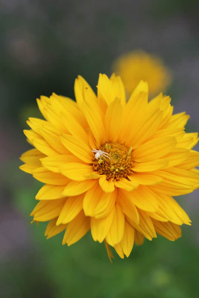 Yellow Flower with Spider
