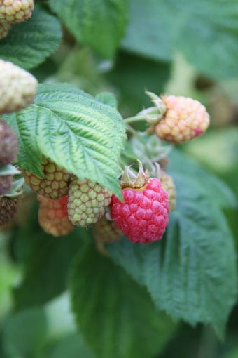 Raspberries on Bush