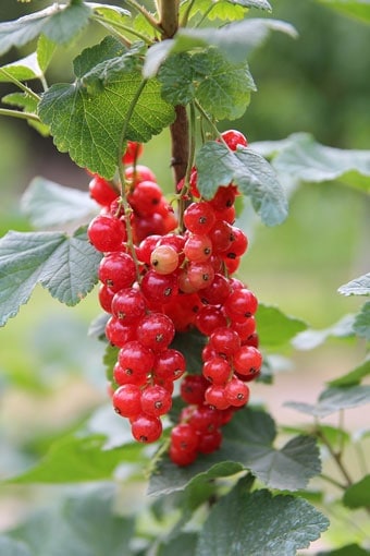 Red Currants on Bush